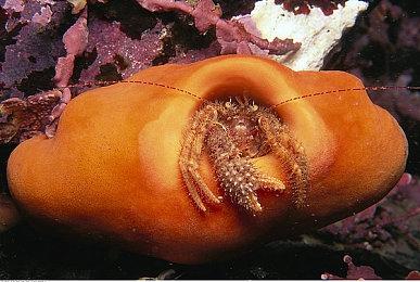 SEGA音游《森巴德明哥》系列新作夏季发售